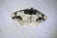 Ligdia adustata