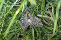 Peridea anceps