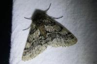 Lycia hirtaria
