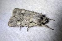 Lithophane ornitopus