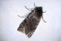 Cerastis rubricosa