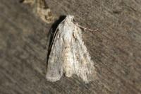 Lithophane ornitopus