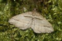 Costaconvexa polygrammata
