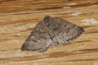 Aleucis distinctata