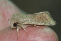 Orthosia cruda