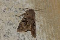 Orthosia gothica