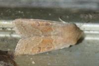 Orthosia miniosa