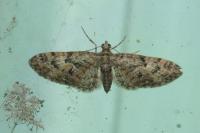 Eupithecia abbreviata