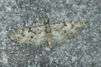 Eupithecia abbreviata