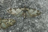Eupithecia irriguata