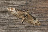 Eupithecia irriguata