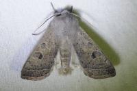 Orthosia gracilis