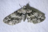 Lobophora halterata