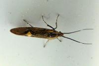 Esperia sulphurella