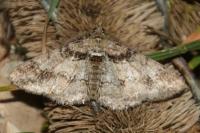 Cleora cinctaria