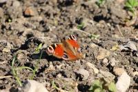 Aglais io