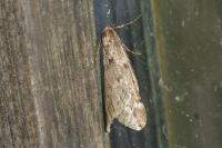 Alsophila aescularia
