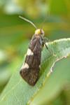Incurvaria masculella