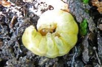 Phlogophora meticulosa