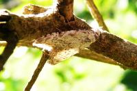 Nola confusalis