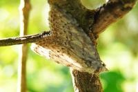Nola confusalis