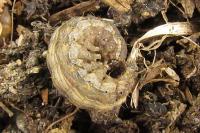 Hoplodrina ambigua