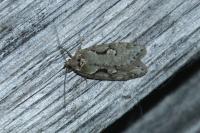 Semioscopis steinkellneriana