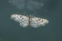 Eupithecia dodoneata