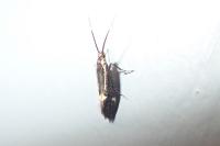 Esperia sulphurella