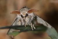 Calliteara pudibunda