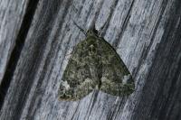 Chloroclysta siterata