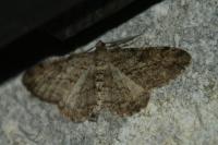 Peribatodes rhomboidaria