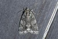 Acronicta rumicis