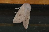 Orthosia gracilis