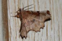 Selenia lunularia