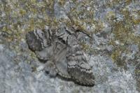 Drymonia ruficornis