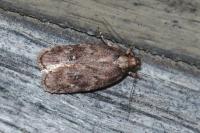 Depressaria albipunctella