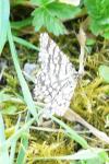 Chiasmia clathrata