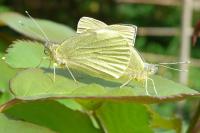 Pieris brassicae