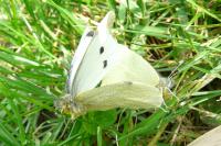 Pieris brassicae
