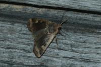 Conistra erythrocephala