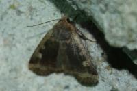 Conistra erythrocephala