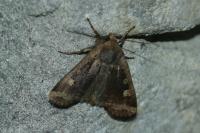 Conistra erythrocephala