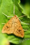 Udea ferrugalis