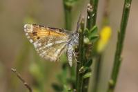 Isturgia famula
