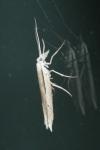 Ypsolopha mucronella