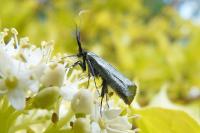 Adela reaumurella