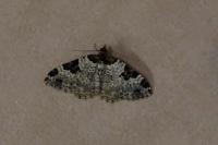 Xanthorhoe fluctuata
