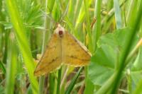 Aspitates ochrearia