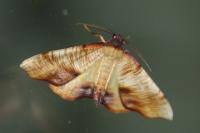 Plagodis dolabraria